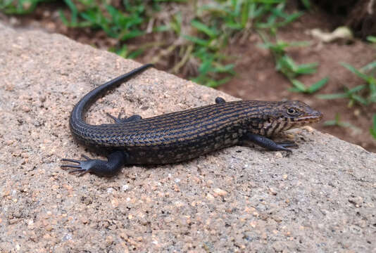 Image of Short-necked Skink