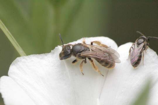 Image of Lasioglossum malachurum (Kirby 1802)