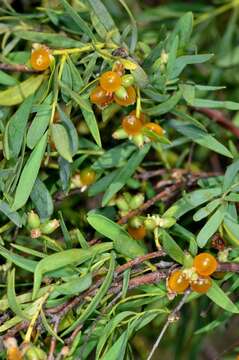 Image of Pimelea microcephala subsp. microcephala