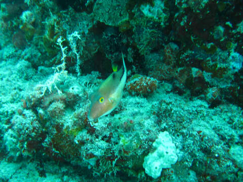 Image of Caribbean Sharpnose-puffer