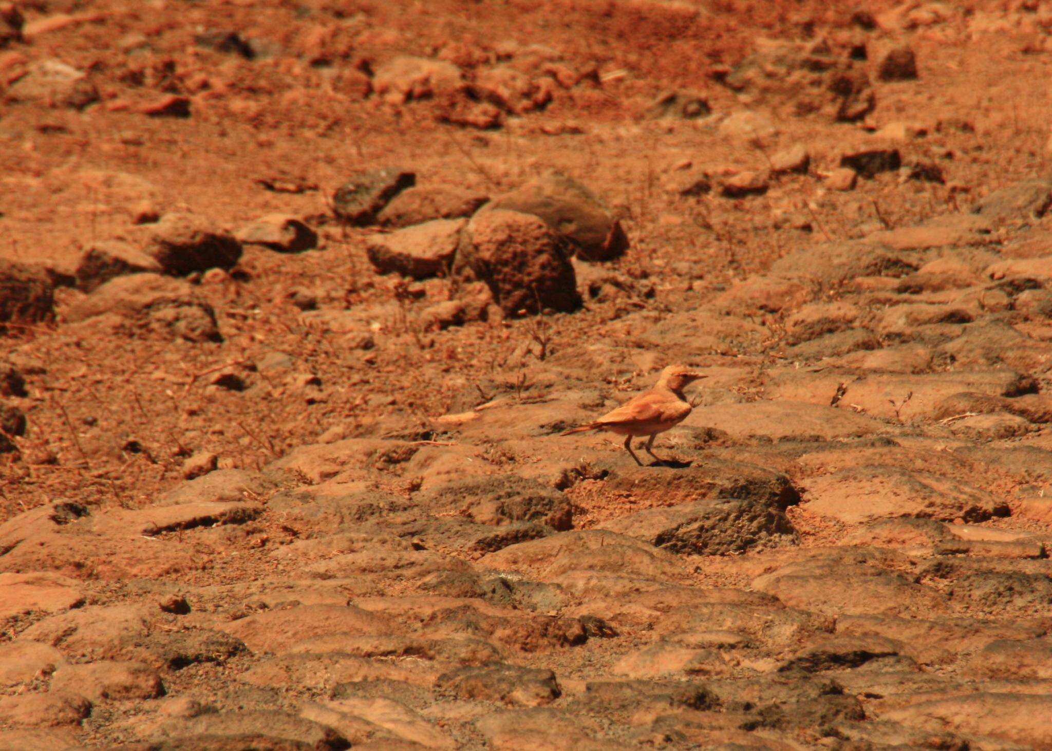 Image of Bar-tailed Desert Lark