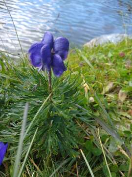 Слика од Aconitum napellus subsp. vulgare Rouy & Fouc.