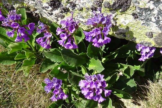 Primula latifolia subsp. latifolia resmi