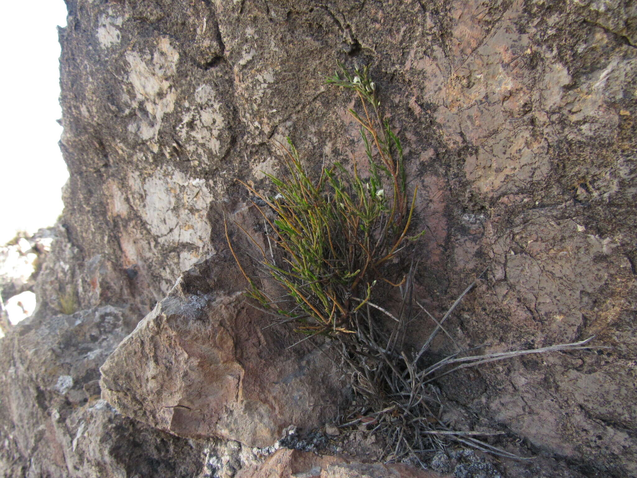 Image of Polygala spinescens Gill.