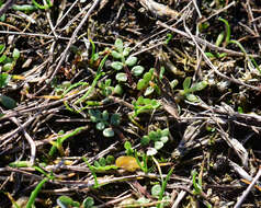 Image of Macoun's meadowfoam