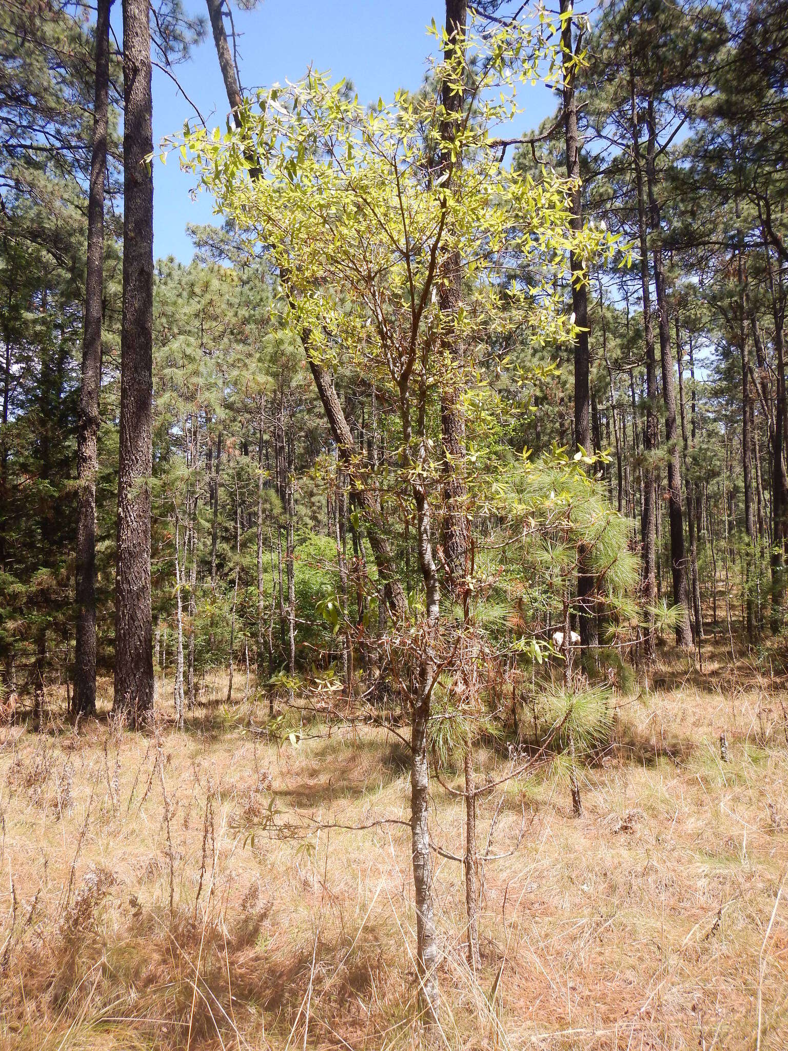 Imagem de Quercus crispipilis Trel.