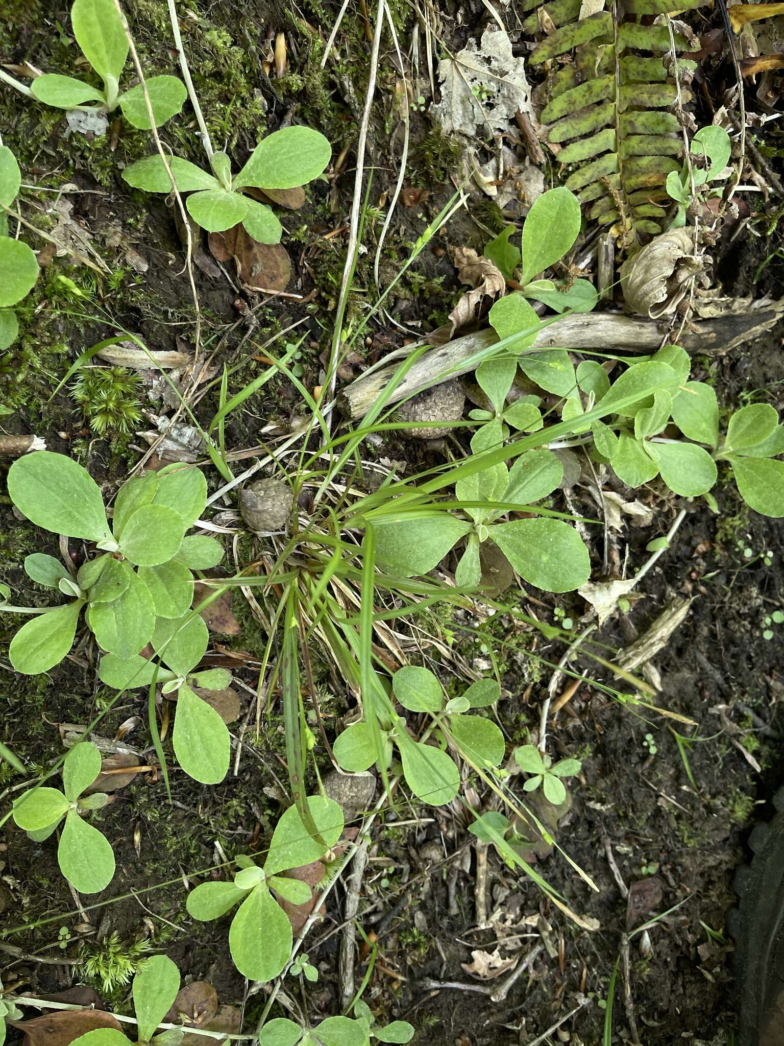 Image of slender woodland sedge