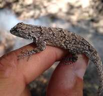 Image of Tropical tree lizard