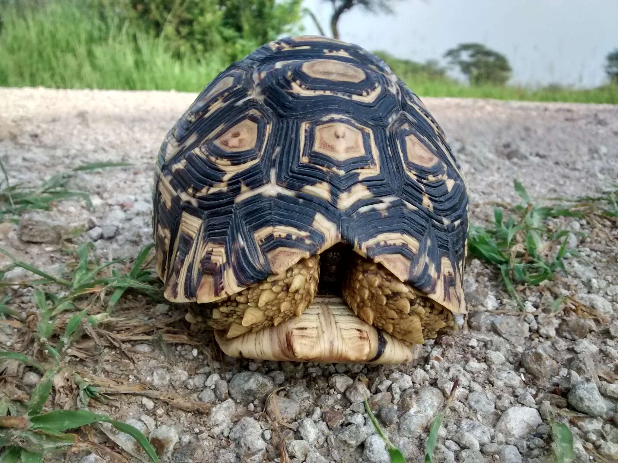 Sivun Stigmochelys kuva