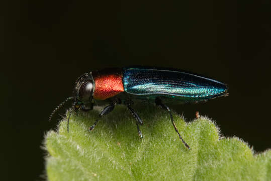 Image of Melobasis cyaneipennis Boheman 1858