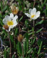 Imagem de Dryas octopetala subsp. alaskensis (A. Pors.) Hult.