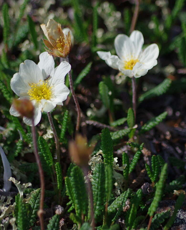 صورة Dryas octopetala subsp. alaskensis (A. Pors.) Hult.