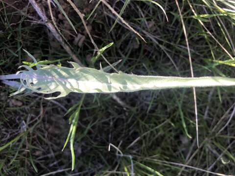 Image of tapertip hawksbeard