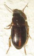 Siopelus (Siopelus) rubrosuturatus (Kuntzen 1919) resmi