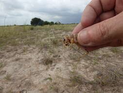 صورة Brachytrupes membranaceus (Drury 1770)