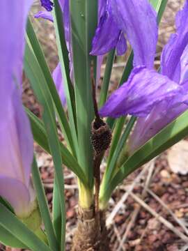 Image de Vellozia pumila Goethart & Henrard