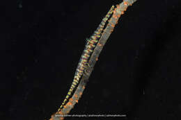 Image of Barred arrow shrimp