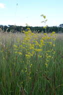 Image of Wirtgen's bedstraw