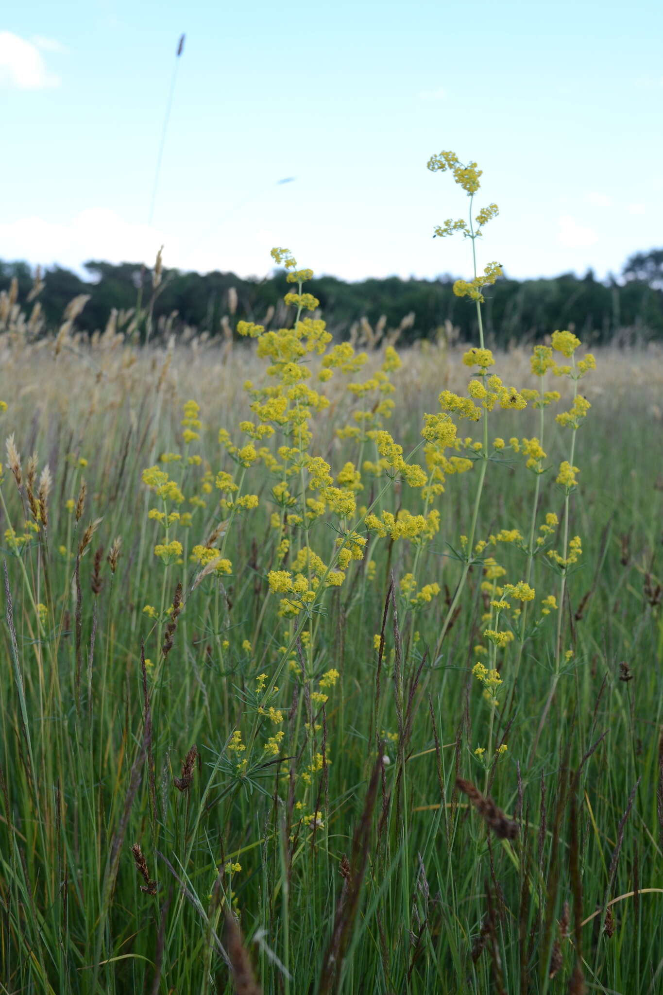 Image of Wirtgen's bedstraw