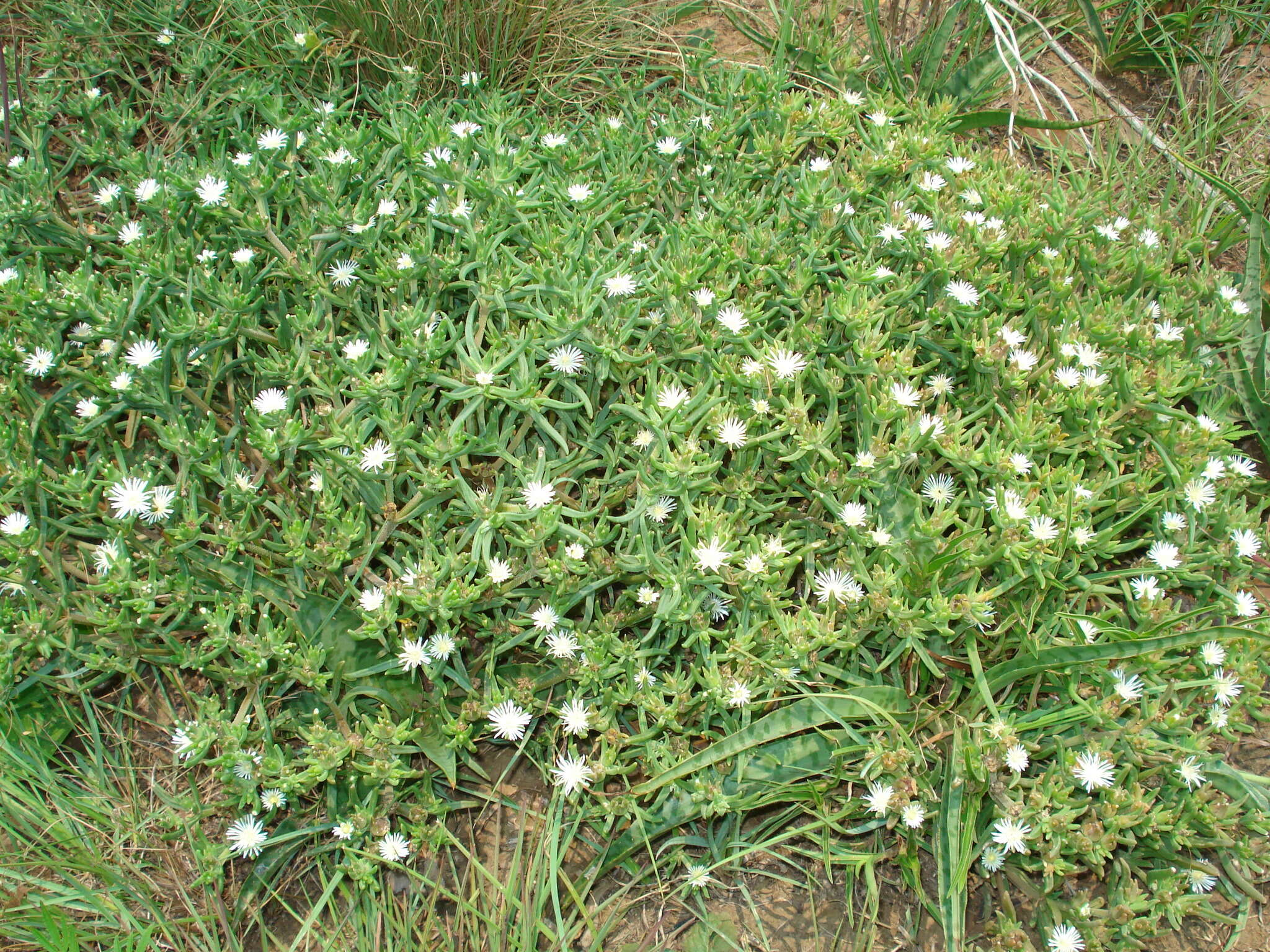 Imagem de Delosperma herbeum (N. E. Br.) N. E. Br.