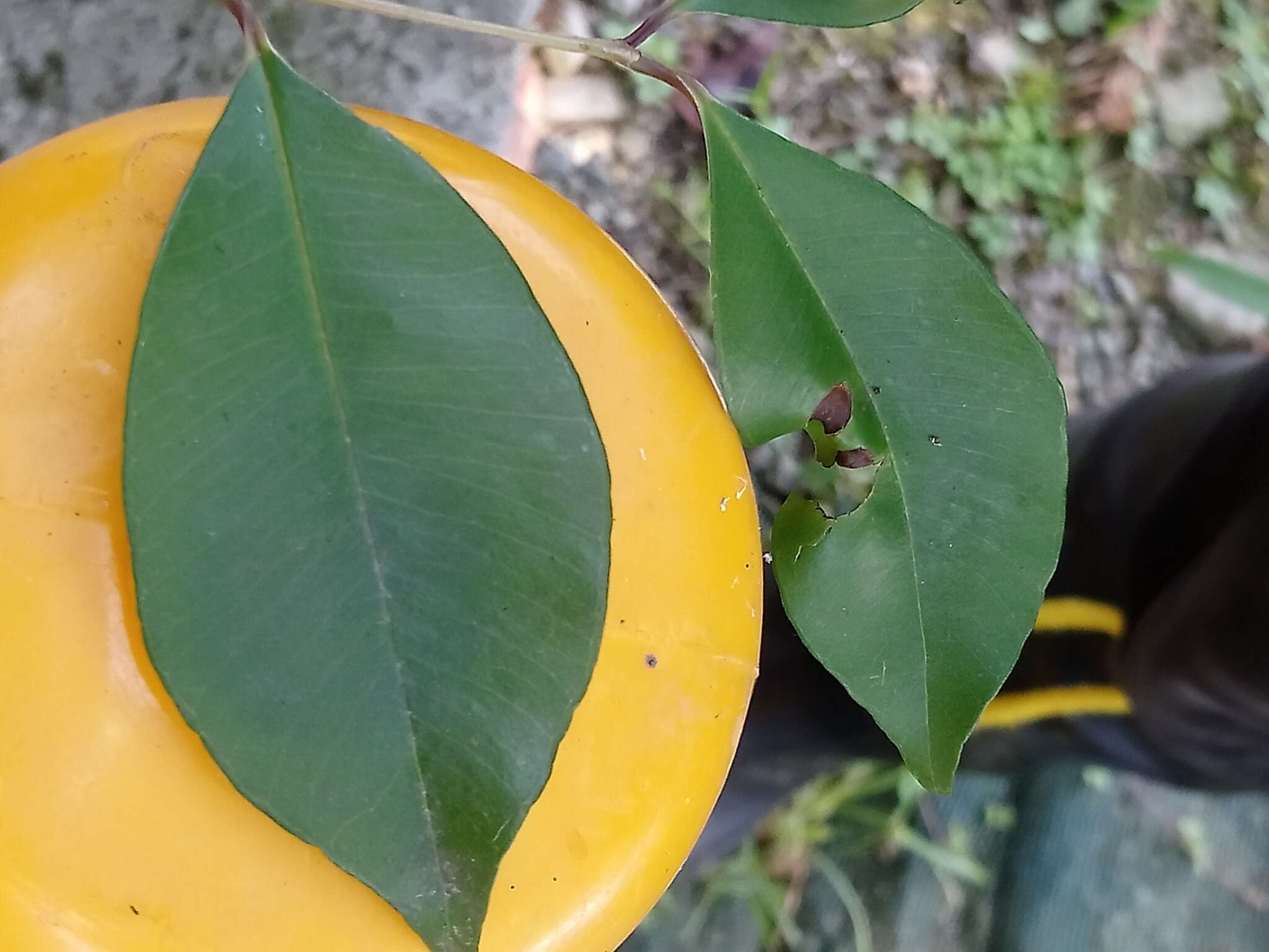 Imagem de Syzygium formosanum (Hayata) Mori