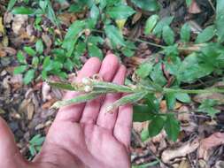 Sarcoglottis acaulis (Sm.) Schltr. resmi