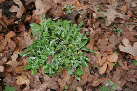 Imagem de Antennaria parlinii subsp. fallax (Greene) R. J. Bayer & G. L. Stebbins