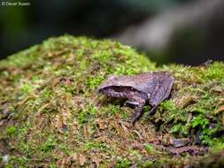 Image of Broadheaded Rainfrog