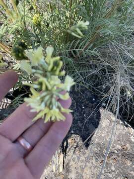 Image of Shivwits milk-vetch