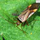 Adelphocoris melanocephalus Reuter 1903的圖片