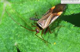 Adelphocoris melanocephalus Reuter 1903的圖片