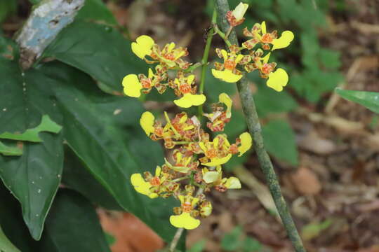 Image of Trichocentrum ascendens (Lindl.) M. W. Chase & N. H. Williams