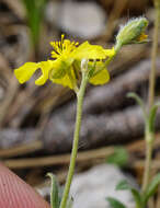 Image of Helianthemum canum (L.) Baumg.