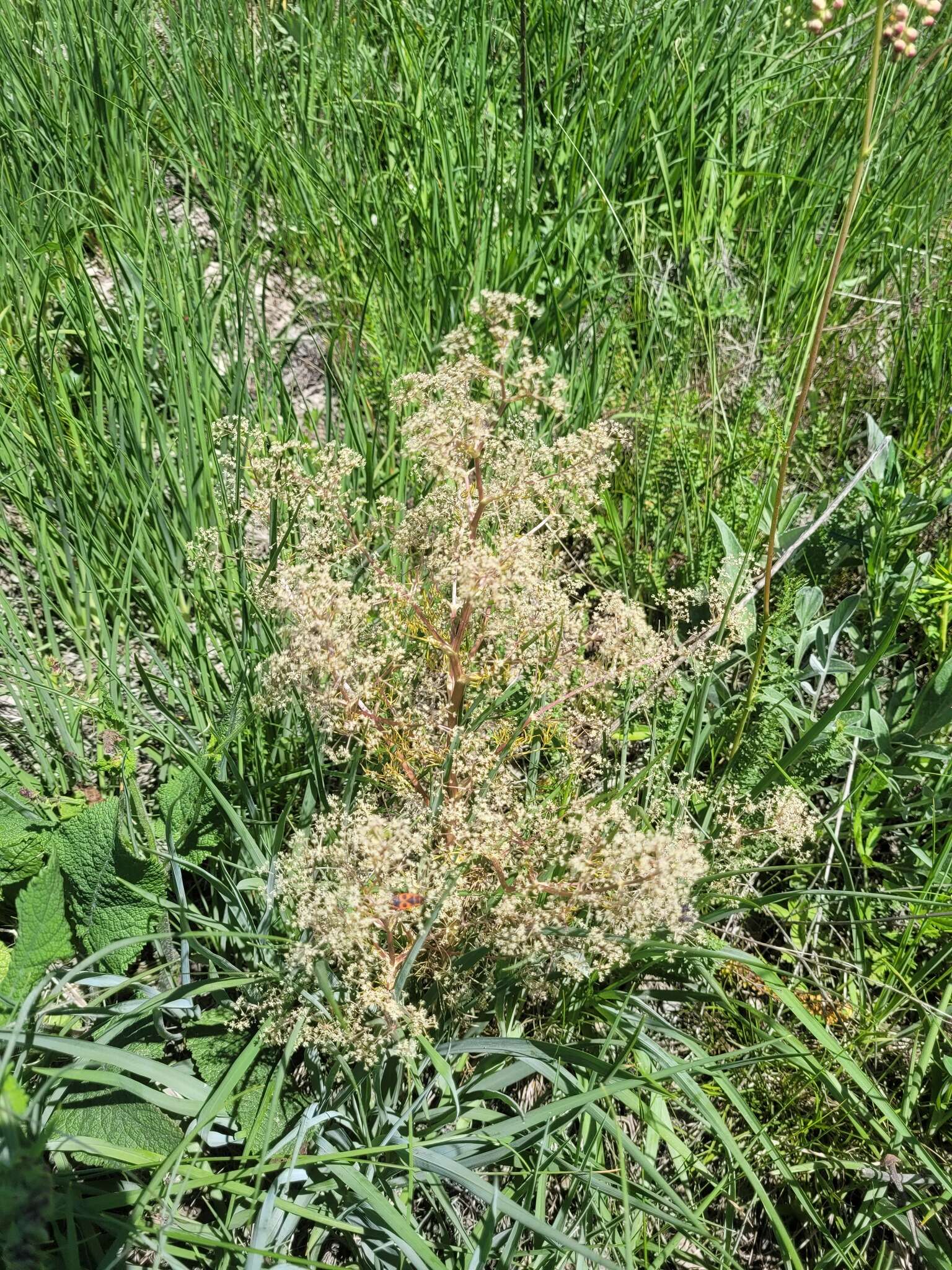 Trinia multicaulis (Poir.) Schischkin resmi