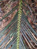 Image of Macrozamia serpentina D. L. Jones & P. I. Forst.