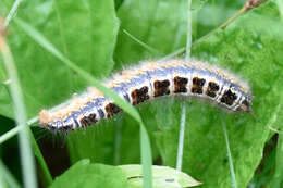 Plancia ëd <i>Euthrix potatoria askoldensis</i>