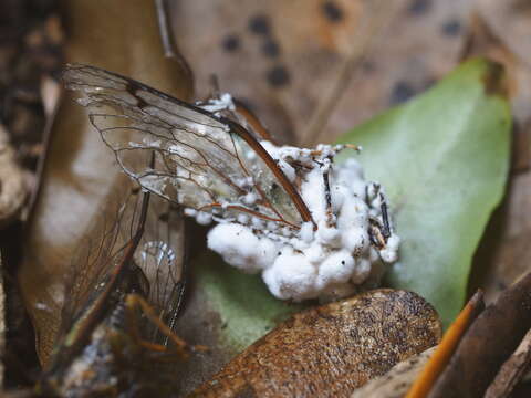 Beauveria pseudobassiana S. A. Rehner & Humber 2011 resmi