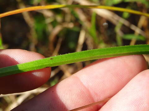 Imagem de Sagittaria australis (J. G. Sm.) Small