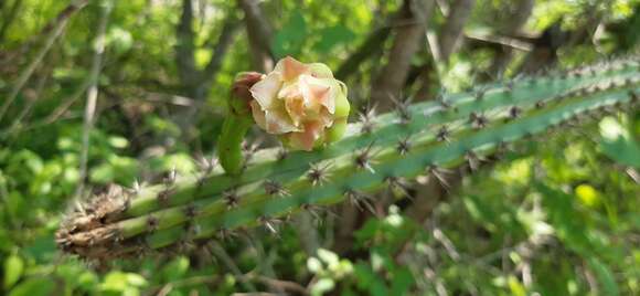 Image of Praecereus euchlorus subsp. diffusus (Britton & Rose) N. P. Taylor