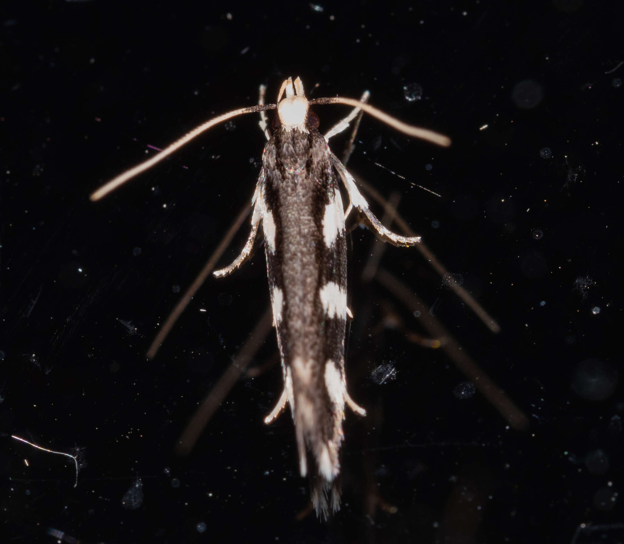 Image of Macrobathra astrota Meyrick 1914