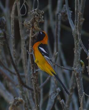 Image of Hooded Oriole