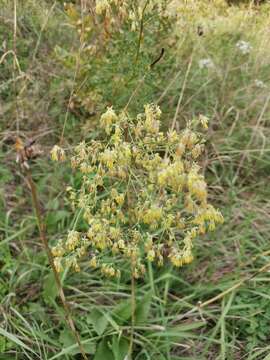 Image of Thalictrum minus subsp. saxatile DC. ex Ces.