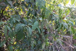 Image of Ruellia exserta D. C. Wassh. & J. R. I. Wood