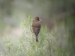 Image of Protea Canary