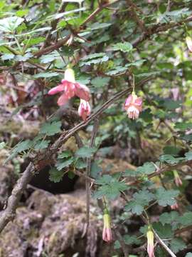 Image of Ribes formosanum Hayata