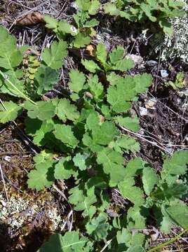 Image of Geum geoides (Pall.) Smedmark