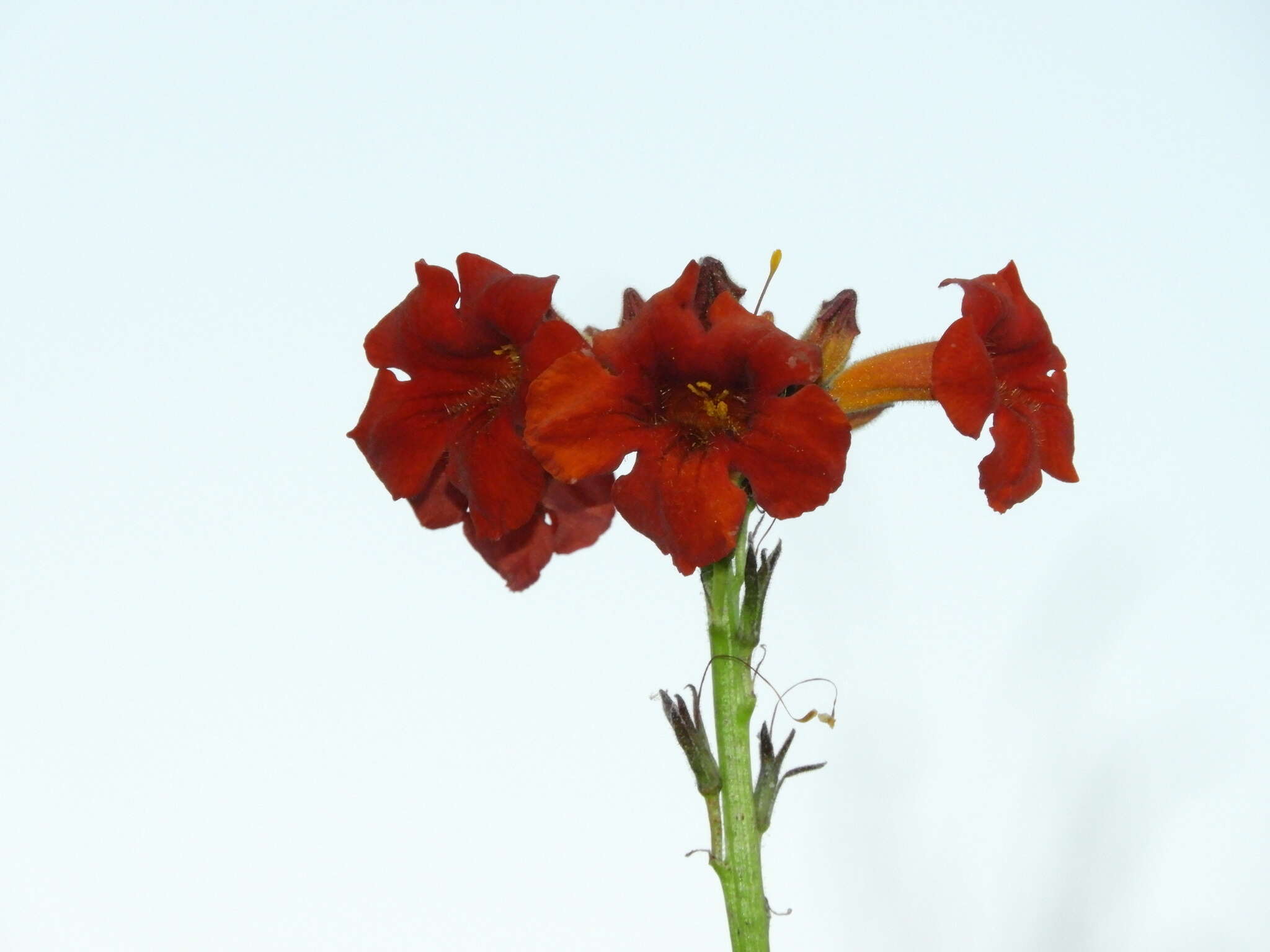Image of Argylia radiata (L.) D. Don