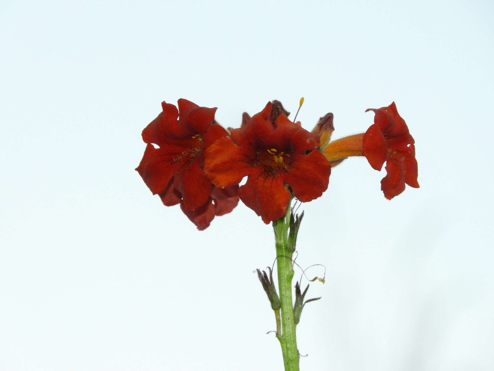 Слика од Argylia radiata (L.) D. Don