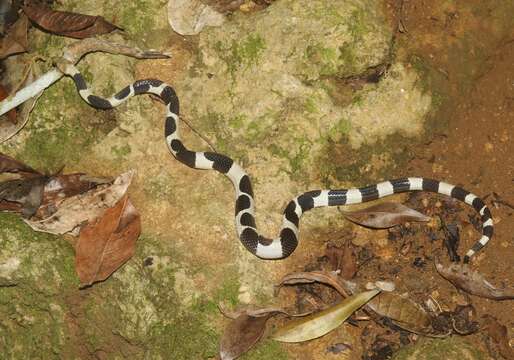 Image of Feick's Dwarf Boa