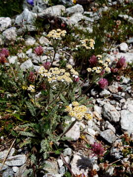 Imagem de Achillea nana L.